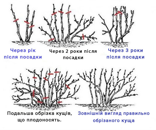 Обрізка смородини